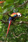 Arakange (lapa roja) in den Bäumen, Playa Blanca, Halbinsel Osa, Costa Rica, Zentralamerika, Amerika