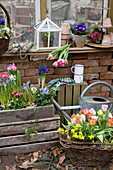 Frühlings-Arrangement: Tulpen, Narzissen, Traubenhyazinthen, Tausendschön und Vergißmeinnicht in alter Schublade und Korb