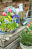 Old enamel bowl planted with grape hyacinths, tulips, narcissus, reticulated iris and primulas