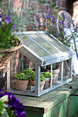 Pots of seedlings in propagator