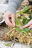 Attaching grape hyacinths to a straw Easter wreath