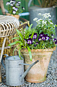 Violas and white forget-me-nots planted in terracotta pot