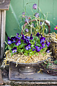 Violas in straw wreath in bowl with foot