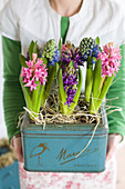 Woman holding old tin planted with hyacinths