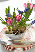 Tulips and grape hyacinths planted in sauce boat decorating table