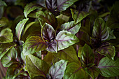 Basil with delicate green leaves