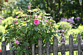 Blühender Rosenstrauch hinter Gartenzaun aus Holz