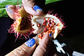 Rambutan öffnen, Halbinsel Osa, Costa Rica, Zentralamerika, Amerika