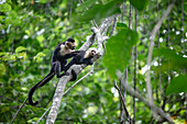 Kapuzieneraffen, Corcovado Nationalpark, Halbinsel Osa, Costa Rica, Zentralamerika, Amerika