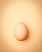 Brown chicken egg on an apricot-colored background