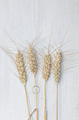 Four ears of wheat on a white wooden background