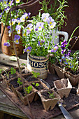 Voilas in tin can and parsley seedlings in biodegradable pots