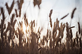 A field of dwarf wheat