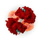 Haemoglobin structure, illustration