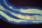 Fly larva, UV fluorescence micrograph