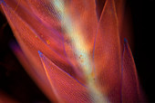 Sphagnum moss, polarised light micrograph
