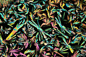 Nicotinic acid, polarised light micrograph
