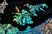 Vitamins and antifebrin, polarised light micrograph