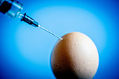 Genetically modified egg, conceptual image