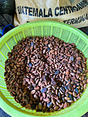 Cocoa beans (Theobroma cacao), Guatemala