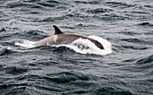 Antarctic killer whales
