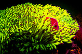 Pink anemonefish in fluorescing host anemone at night