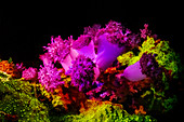 Soft and hard corals showing fluorescent pigments