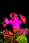 Coral reef with pink fluorescing mushroom leather