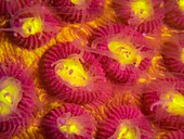 Plesiastrea coral fluorescing pink and yellow