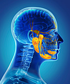 Salivary glands, illustration