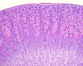 Medullary rays in renal cortex, light micrograph