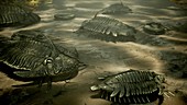 Trilobites in Palaeozoic sea, illustration