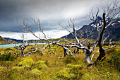Trees killed by bush fires, Patagonia, Chile