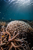 Bleaching hard coral colonies