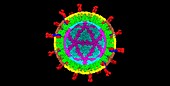 Rotavirus, computer model