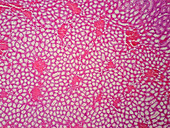 Human kidney tissue, light micrograph