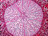 Plant stem, light micrograph