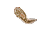 Planaria flatworm, light micrograph