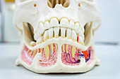 Human jaw model