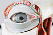 Human eye model