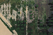 Flock of sheep on flooded pasture, aerial view