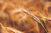 Ripe barley ears in field