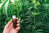 Cannabidiol bottle and cannabis