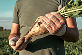 Farmer in sugar beet field