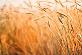 Ripe barley crop in field