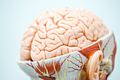 Human brain anatomy model