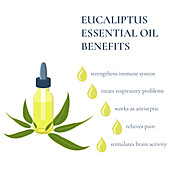 Benefits of eucalyptus essential oil, illustration