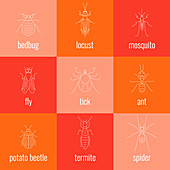 Pests, illustration