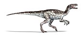 Herrerasaurus dinosaur, illustration