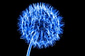 Dandelion (Taraxacum officinale) seedhead